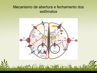 Mecanismo de abertura e fechamento dos
estômatos
 