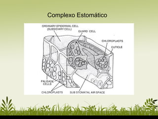 Complexo Estomático
 
