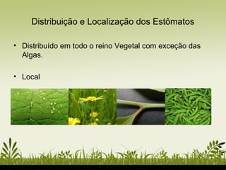 Distribuição e Localização dos Estômatos
• Distribuído em todo o reino Vegetal com exceção das
Algas.
• Local
 