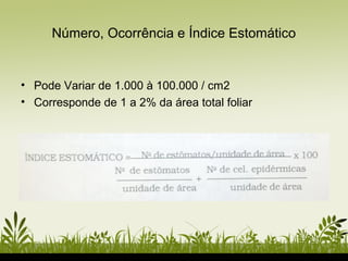 Número, Ocorrência e Índice Estomático
• Pode Variar de 1.000 à 100.000 / cm2
• Corresponde de 1 a 2% da área total foliar
 