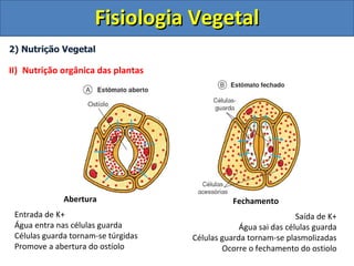 Fisiologia Vegetal
2) Nutrição Vegetal

II) Nutrição orgânica das plantas




              Abertura                          Fechamento
 Entrada de K+                                                    Saída de K+
 Água entra nas células guarda                    Água sai das células guarda
 Células guarda tornam-se túrgidas   Células guarda tornam-se plasmolizadas
 Promove a abertura do ostíolo               Ocorre o fechamento do ostiolo
 