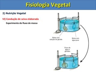 Fisiologia Vegetal
2) Nutrição Vegetal

VI) Condução de seiva elaborada
   Experimento do fluxo de massa
 
