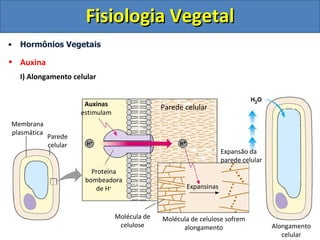 Fisiologia Vegetal
•   Hormônios Vegetais

• Auxina
    I) Alongamento celular


                        Auxinas                  Parede celular
                       estimulam
Membrana
plasmática
             Parede
             celular
                                                                     Expansão da
                                                                     parede celular
                          Proteína
                        bombeadora
                           de H+                        Expansinas



                                   Molécula de   Molécula de celulose sofrem
                                    celulose           alongamento                    Alongamento
                                                                                         celular
 
