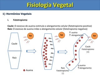 Fisiologia Vegetal
1) Hormônios Vegetais

   i.    Fototropismo

   Caule: O excesso de auxina estimula o alongamento celular (fototropismo positivo)
   Raiz: O excesso de auxina inibe o alongamento celular (fototropismo negativo)
                                                                 ↑ auxina
                        luz                          luz         ↑ alongamento         luz


        Caule
                                                                                Caule
                                                                            Fototropismo
                                                                                 (+)

        Raiz


                                                                        ↓auxina
                                                       Raiz             ↑alongamento
                    Auxina                        Fototropismo
                                                        (-)
 