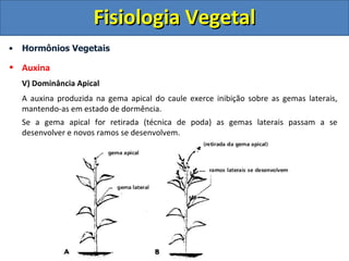 Fisiologia Vegetal
•   Hormônios Vegetais

• Auxina
    V) Dominância Apical
    A auxina produzida na gema apical do caule exerce inibição sobre as gemas laterais,
    mantendo-as em estado de dormência.
    Se a gema apical for retirada (técnica de poda) as gemas laterais passam a se
    desenvolver e novos ramos se desenvolvem.
 