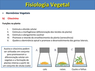 Fisiologia Vegetal
•    Hormônios Vegetais

b)    Citocinina
Funções na planta

     I.     Estimula a divisão celular
     II.    Estimula a morfogênese (diferenciação dos tecidos da planta)
     III.   Estimula o alongamento caulinar
     IV.    Promove o retardo do envelhecimento da planta (senescência)
     V.     Quebra a dominância apical e promove o desenvolvimento das gemas laterais.


 Auxina e citocinina podem
 ser utilizadas em conjunto
     para promoverem a
  diferenciação celular em
  vegetais e a formação de
 plantas inteiras a partir de
um conjunto de céulas (calo)
                                         calo             raízes     Caules e folhas
 