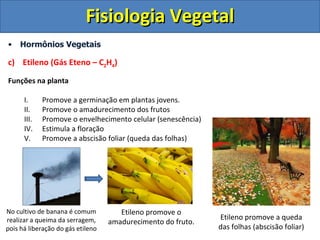 Fisiologia Vegetal
•    Hormônios Vegetais

c) Etileno (Gás Eteno – C2H4)

Funções na planta

      I.     Promove a germinação em plantas jovens.
      II.    Promove o amadurecimento dos frutos
      III.   Promove o envelhecimento celular (senescência)
      IV.    Estimula a floração
      V.     Promove a abscisão foliar (queda das folhas)




No cultivo de banana é comum          Etileno promove o
realizar a queima da serragem,                                Etileno promove a queda
                                   amadurecimento do fruto.
pois há liberação do gás etileno                              das folhas (abscisão foliar)
 