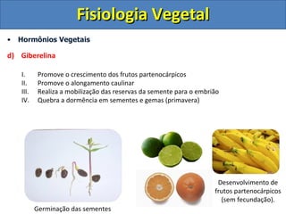 Fisiologia Vegetal
•   Hormônios Vegetais

d) Giberelina

    I.      Promove o crescimento dos frutos partenocárpicos
    II.     Promove o alongamento caulinar
    III.    Realiza a mobilização das reservas da semente para o embrião
    IV.     Quebra a dormência em sementes e gemas (primavera)




                                                                       Desenvolvimento de
                                                                      frutos partenocárpicos
                                                                        (sem fecundação).
           Germinação das sementes
 