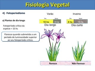 Fisiologia Vegetal
4) Fotoperiodismo                          Verão                  Inverno
                                     Dia           Noite    Dia         Noite
a) Plantas de dia-longo
                                    16 hs          8 hs    8 hs        16 hs
Fotoperíodo crítico da
espécie = 15 hs

 Floresce quando submetida a um
 período de luminosidade superior
     ao seu fotoperíodo crítico.




                                            floresce              Não Floresce
 
