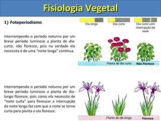 Fisiologia Vegetal
1) Fotoperiodismo


Interrompendo o período noturno por um
breve período luminoso a planta de dia-
curto, não floresce, pois na verdade ela
necessita é de uma “noite longa” contínua.


                                              Não Floresce




Interrompendo o período noturno por um
breve período luminoso a planta de dia-
longo floresce, pois como ela necessita de
“noite curta” para florescer a interrupção
da noite longa faz com que a noite se torne
curta para planta e ela floresce.
                                                 Floresce
 