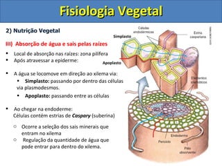 Fisiologia Vegetal
2) Nutrição Vegetal
                                                  Simplasto
III) Absorção de água e sais pelas raízes
   Local de absorção nas raízes: zona pilífera
   Após atravessar a epiderme:              Apoplasto

   A água se locomove em direção ao xilema via:
     • Simplasto: passando por dentro das células
     via plasmodesmos.
     • Apoplasto: passando entre as células

   Ao chegar na endoderme:
    Células contém estrias de Caspary (suberina)
    o Ocorre a seleção dos sais minerais que
      entram no xilema
    o Regulação da quantidade de água que
      pode entrar para dentro do xilema.
 