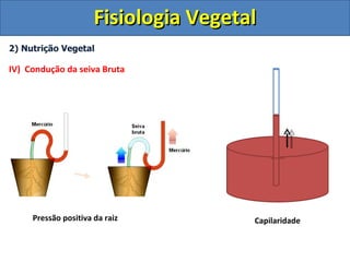 Fisiologia Vegetal
2) Nutrição Vegetal

IV) Condução da seiva Bruta




     Pressão positiva da raiz          Capilaridade
 