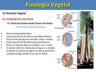Fisiologia Vegetal
    2) Nutrição Vegetal

    II) Condução da seiva Bruta
        III. Teoria da tensão-coesão (Teoria de Dixon)
                  Teoria mais aceita atualmente          Transpiração

•      Ocorre transpiração foliar
•      A pressão dentro do xilema das folhas diminui
•      Ocorre fluxo de água no sentido: caule  folhas
•      A pressão dentro do xilema do caule diminui
•      Ocorre o fluxo de água no sentido: raiz  caule
•      A coesão entre as moléculas de água e a tensão
       existente na coluna de água no xilema permitem
       a subida da água desde a raiz até as folhas.
 