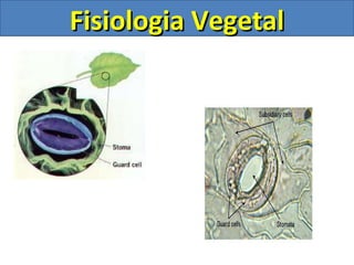 Fisiologia Vegetal 