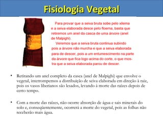 Fisiologia Vegetal Retirando um anel completo da casca (anel de Malpighi) que envolve o vegetal, interrompemos a distribuição de seiva elaborada em direção à raiz, pois os vasos liberianos são lesados, levando à morte das raízes depois de certo tempo.  Com a morte das raízes, não ocorre absorção de água e sais minerais do solo e, conseqüentemente, ocorrerá a morte do vegetal, pois as folhas não receberão mais água. 