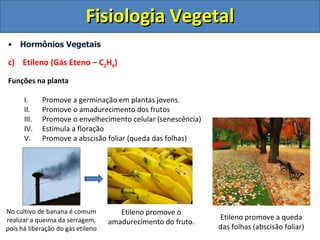 Hormônios Vegetais c)  Etileno (Gás Eteno – C 2 H 4 ) Funções na planta Promove a germinação em plantas jovens. Promove o amadurecimento dos frutos Promove o envelhecimento celular (senescência) Estimula a floração Promove a abscisão foliar (queda das folhas) No cultivo de banana é comum realizar a queima da serragem, pois há liberação do gás etileno Etileno promove o amadurecimento do fruto. Etileno promove a queda das folhas (abscisão foliar) Fisiologia Vegetal 