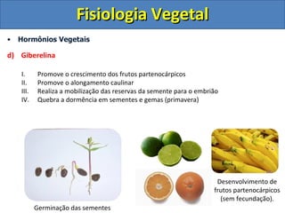 Hormônios Vegetais d)  Giberelina  Promove o crescimento dos frutos partenocárpicos Promove o alongamento caulinar Realiza a mobilização das reservas da semente para o embrião Quebra a dormência em sementes e gemas (primavera) Germinação das sementes Desenvolvimento de frutos partenocárpicos (sem fecundação). Fisiologia Vegetal 