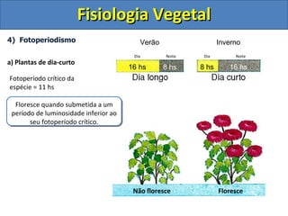 4)  Fotoperiodismo a) Plantas de dia-curto Fotoperíodo crítico da espécie = 11 hs 16 hs 8 hs 8 hs 16 hs Floresce quando submetida a um período de luminosidade inferior ao seu fotoperíodo crítico. Não floresce Floresce Dia Noite Dia Noite Verão Inverno Fisiologia Vegetal 