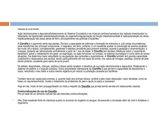  Indicações de uso da Clorofila
Ação desintoxicante e depurativa/fortalecimento do Sistema Circulatório e do músculo cardíaco/varredura dos radicais livres/auxiliar no
tratamento da hipertensão arterial/desodorização do organismo/regularização da função intestinal/combate à halitose/proteção da célula
hepática/elevação das taxas sérias de ferro, principalmente nas grávidas e lactantes.
A Clorofila é o pigmento verde das plantas. Ela tem a capacidade de estimular a formação de eritrócitos e, sob certas circunstâncias,
pode transformar seu principal componente, o magnésio, em ferro, portanto, é um excelente auxiliar na prevenção da anemia podendo
ser muito útil a idosos, convalescentes, gestantes e latentes (excelente para prevenir anemias, durante a gestação e amamentação), e
crianças, podendo ser administrada normalmente a partir de 1 ano de idade. A Clorofila tem também influência sobre o crescimento
bacteriano, sobre o metabolismo em geral, na respiração, na ação hormonal, na nutrição, no sistema imunológico e numa série de outras
situações. Ela determina maior velocidade na recuperação das contusões e queimaduras. A Clorofila também tem grande capacidade
cicatrizante e restauradora dos tecidos, sendo particularmente útil nos casos de acnes, nos casos de cirurgias, peelings, úlceras de pele
sendo portanto, excelente para casos de acne juvenil.
Os atletas, desportistas, crianças, adultos e idosos ainda recebem o benefício de sua ação desintoxicante e depurativa, fortalecendo o
sistema circulatório e o músculo cardíaco. Outra propriedade interessante da Clorofila é que ela tem a capacidade de desodorizar o
corpo, reduzindo o mau hálito e outros odores orgânicos por reduzir a putrefação causada por bactérias.
Também deve ser usada para animais, e, quando dado aos animais idosos, confere a eles maior disposição, maior atividade, como se
fosse um rejuvenescimento. Auxilia o tratamento de problemas de pele e ajuda os pelos a crescerem.
Hoje em dia, muito se tem propagandeado na mídia a respeito da Clorofila que já está sendo servida em restaurantes naturais.
Contra-indicações do uso de Clorofila
Por se tratar de um alimento natural não são descritas contra-indicações.
 Obs: Esta excelente fonte de vitaminas auxilia no aumento do oxigênio no sangue, favorecendo a circulação além de nutrir e fortalecer o
organismo.
 