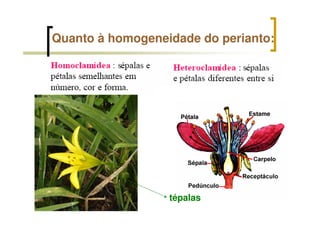 Quanto à homogeneidade do perianto:
tépalas
 