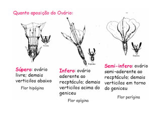 Flor hipógina
Flor epígina
Flor perígina
 