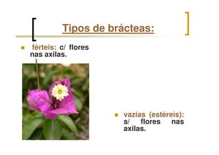 Tipos de brácteas:
férteis: c/ flores
nas axilas.
vazias (estéreis):
s/ flores nas
axilas.
 