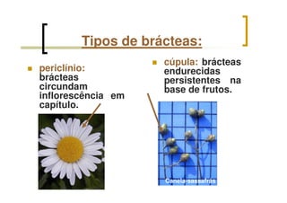 periclínio:
brácteas
circundam
inflorescência em
capítulo.
Tipos de brácteas:
cúpula: brácteas
endurecidas
persistentes na
base de frutos.
Canela-sassafrás
 