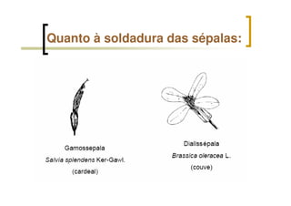 Quanto à soldadura das sépalas:
 