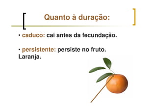 Quanto à duração:
• caduco: cai antes da fecundação.
• persistente: persiste no fruto.
Laranja.
 
