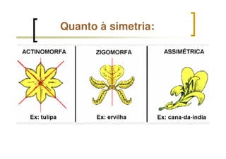 Quanto à simetria:
 