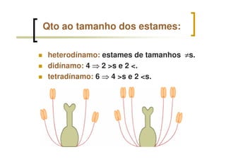 Qto ao tamanho dos estames:
heterodínamo: estames de tamanhos ≠≠≠≠s.
didínamo: 4 ⇒⇒⇒⇒ 2 >s e 2 <.
tetradínamo: 6 ⇒⇒⇒⇒ 4 >s e 2 <s.
 