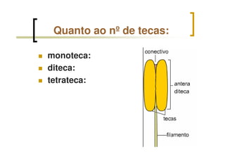 Quanto ao nº de tecas:
monoteca:
diteca:
tetrateca:
 