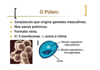 O Pólen:
Corpúsculo que origina gametas masculinos.
Nos sacos polínicos.
Formato varia.
C/ 2 membranas ⇒⇒⇒⇒ exina e intina.
exina
Núcleo vegetativo:
tubo polínico
Núcleo reprodutivo:
microgametas
 