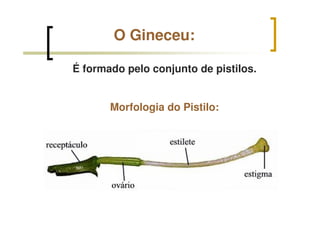 O Gineceu:
É formado pelo conjunto de pistilos.
Morfologia do Pistilo:
 
