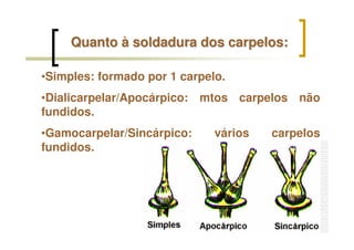 QuantoQuanto àà soldadura dos carpelos:soldadura dos carpelos:
•Simples: formado por 1 carpelo.
•Dialicarpelar/Apocárpico: mtos carpelos não
fundidos.
•Gamocarpelar/Sincárpico: vários carpelos
fundidos.
 