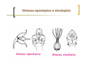 Gineceu apocGineceu apocáárpico erpico e sincsincáárpicorpico::
 