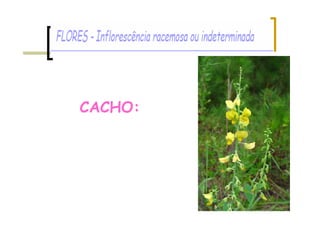 CACHO:
 