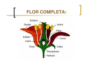 FLOR COMPLETA:
 