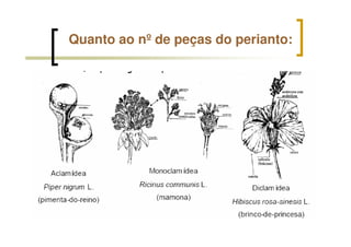 Quanto ao nº de peças do perianto:
 