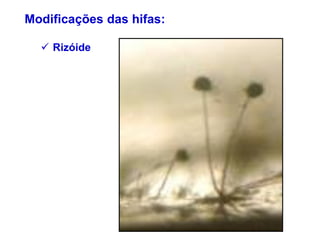 AULA FUNGOS_MANEJO DE DOENÇAS_FITOPATOLOGIA | PDF