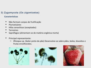 3) Zygomycota (Os zigomicetos)
Características
 Não formam corpos de frutificação
 Pluricelulares
 Hifas cenocíticas (asseptadas)
 Terrestres
 Saprófagos (alimentam-se de matéria orgânica morta)
 Principal representante:
o Rhizopus sp. (bolor preto do pão) Desenvolve-se sobre pães, bolos, biscoitos e
frutas envelhecidos.
 