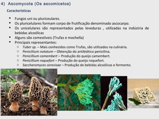 4) Ascomycota (Os ascomicetos)
Características
 Fungos uni ou pluriceulares.
 Os pluricelulares formam corpo de frutificação denominado ascocarpo.
 Os unicelulares são representados pelas leveduras , utilizadas na indústria de
bebidas alcoólicas
 Alguns são comestíveis (Trufas e mochella)
 Principais representantes:
o Tuber sp. – Mais conhecidos como Trufas, são utilizados na culinária.
o Peniciliium notatum – Obtenção do antibiótico penicilina.
o Penicillium camembert – Produção do queijo camembert.
o Penicillium roquefort – Produção do queijo roquefort.
o Saccharomyces cerevisae – Produção de bebidas alcoólicas e fermento.
 