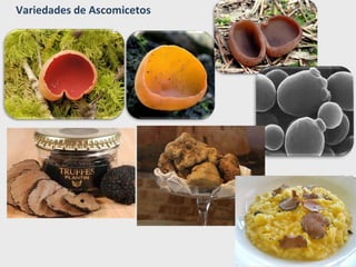 Variedades de Ascomicetos
 