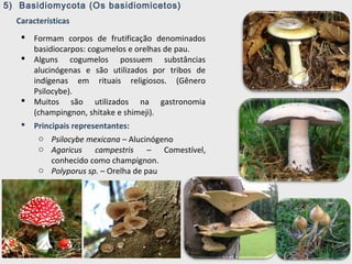 5) Basidiomycota (Os basidiomicetos)
Características
 Formam corpos de frutificação denominados
basidiocarpos: cogumelos e orelhas de pau.
 Alguns cogumelos possuem substâncias
alucinógenas e são utilizados por tribos de
indígenas em rituais religiosos. (Gênero
Psilocybe).
 Muitos são utilizados na gastronomia
(champingnon, shitake e shimeji).
 Principais representantes:
o Psilocybe mexicana – Alucinógeno
o Agaricus campestris – Comestível,
conhecido como champignon.
o Polyporus sp. – Orelha de pau
 