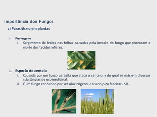 Importância dos Fungos
c) Parasitismo em plantas
I. Ferrugem
i. Surgimento de lesões nas folhas causadas pela invasão do fungo que provocam a
morte dos tecidos foliares.
I. Esporão do centeio
i. Causada por um fungo parasita que ataca o centeio, e do qual se extraem diversas
substâncias de uso medicinal.
ii. É um fungo conhecido por ser Alucinógeno, e usado para fabricar LSD.
 