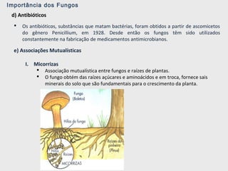 Importância dos Fungos
d) Antibióticos
 Os antibióticos, substâncias que matam bactérias, foram obtidos a partir de ascomicetos
do gênero Penicillium, em 1928. Desde então os fungos têm sido utilizados
constantemente na fabricação de medicamentos antimicrobianos.
e) Associações Mutualísticas
I. Micorrizas
 Associação mutualística entre fungos e raízes de plantas.
 O fungo obtém das raízes açúcares e aminoácidos e em troca, fornece sais
minerais do solo que são fundamentais para o crescimento da planta.
 