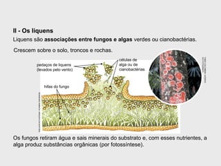 II - Os liquens
Os fungos retiram água e sais minerais do substrato e, com esses nutrientes, a
alga produz substâncias orgânicas (por fotossíntese).
Crescem sobre o solo, troncos e rochas.
Liquens são associações entre fungos e algas verdes ou cianobactérias.INGEBORGASBACH/ARQUIVODAEDITORA
FABIOCOLOMBINI/ACERVO
DOFOTÓGRAFO
hifas do fungo
pedaços de liquens
(levados pelo vento)
células de
alga ou de
cianobactérias
 