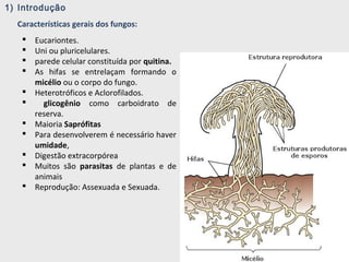 1) Introdução
Características gerais dos fungos:
 Eucariontes.
 Uni ou pluricelulares.
 parede celular constituída por quitina.
 As hifas se entrelaçam formando o
micélio ou o corpo do fungo.
 Heterotróficos e Aclorofilados.
 glicogênio como carboidrato de
reserva.
 Maioria Saprófitas
 Para desenvolverem é necessário haver
umidade,
 Digestão extracorpórea
 Muitos são parasitas de plantas e de
animais
 Reprodução: Assexuada e Sexuada.
 