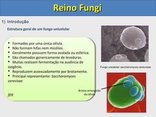 Reino FungiReino Fungi
1) Introdução
Estrutura geral de um fungo unicelular
Fungo unicelular saccharomyces serevisiae
 Formados por uma única célula.
 Não formam hifas nem micélios.
 Geralmente possuem forma ovalada ou esférica.
 São chamados genericamente de leveduras.
 Muitas realizam fermentação na ausência de
oxigênio.
 Reproduzem assexuadamente por brotamento.
 Principal representante: Saccharomyces
cerevisae
fER
 Formados por uma única célula.
 Não formam hifas nem micélios.
 Geralmente possuem forma ovalada ou esférica.
 São chamados genericamente de leveduras.
 Muitas realizam fermentação na ausência de
oxigênio.
 Reproduzem assexuadamente por brotamento.
 Principal representante: Saccharomyces
cerevisae
fER
Brotos emergindo
da célula
 