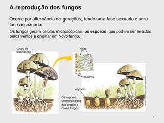 A reprodução dos fungos
Ocorre por alternância de gerações, tendo uma fase sexuada e uma
fase assexuada
Os fungos geram células microscópicas, os esporos, que podem ser levados
pelos ventos e originar um novo fungo.
corpo de
frutificação
esporo
Os esporos
caem no solo e
dão origem a
novos fungos.
esporos
hifas
5
INGEBORGASBACH/ARQUIVODAEDITORA
 
